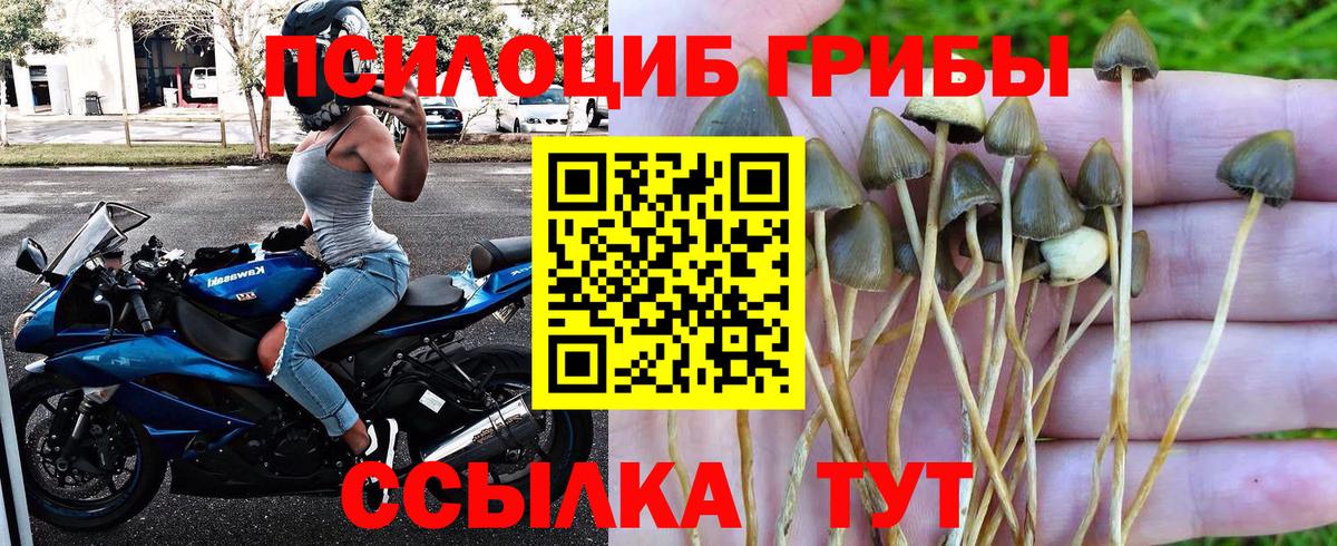 Псилоцибиновые грибы Cubensis  Вход с VPN  Минеральные Воды 
